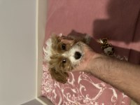 100 günlük maltipoo bebeğim sahiplendiriyorum