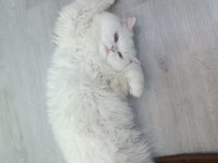 British Longhair Old Eyes