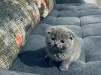 BRİTİSH SHORTHAİR KEDİMİZ
