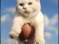 Cana Yakın Sevimli British Shorthair Dişi