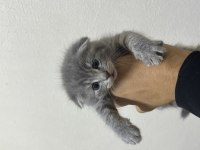 Scottish fold tatlı kediler