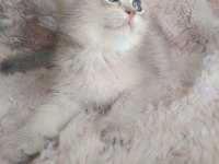 Fıstık british shorthair oğlum