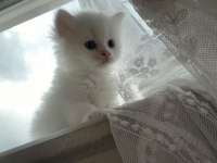 British longhair yavrular