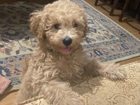 Dünya tatlısı poodle