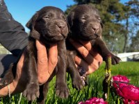 Labrador retriever yavrularımız
