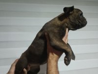French bulldog yavruları gençlik aşıları tam