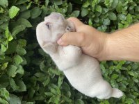 Güncel Kaliteli French Bulldog Yavrular