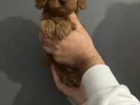 2 red 1 apricot son 3 yavru poodle