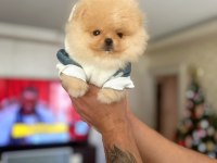 BAL GİBİ MİNİ BOY POMERANİAN AYICIK