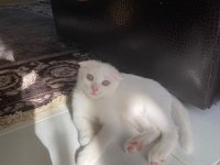 Scottish fold güzellikler