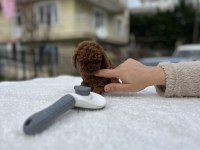 Kore ve toy poodle teacup bebekler