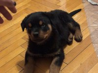 Rottweiler yavruları