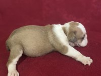 Bulldog erkek ve dişi yavru köpekler