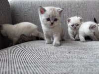 Safkan Beyaz British Shorthair Yavrular