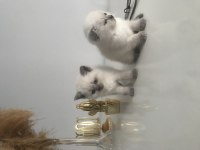 Güzel scottish fold bebekler yeni yuvalarını arıyor