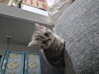 4 erkek 1 dişi britich shorthair yavrularımız