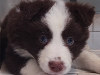 Sağlıklı safkan border collie yavrular
