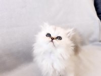 55 Günlük Safkan Chinchilla Yavrularımıza Yeni Yuva