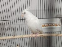 Albino Sultan Papağanı Erkek Yavru