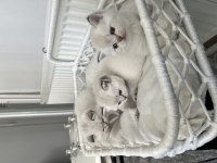 Şecereli blue point british shorthair yavrular