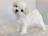 Maltese Terrier Sıfır Numara Xs Büyümeyen