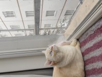 Red point british shorthair