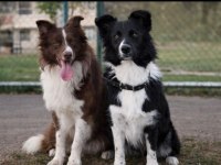 Sağlıklı border collie yavrular