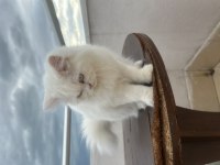 Casper dünyalar güzeli