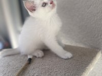 Blue point puanlı british shorthair