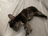 FRENCH BULLDOG 47 GÜNLÜK