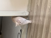 Kedimiz Çok Uysal Akıllı