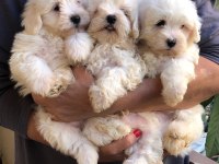 Maltese terrier yavrulari