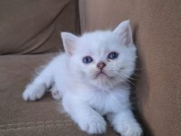 BRİTİSH SHORTHAİR KUSURSUZ ANATOMİ BEBEKLER