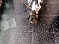 French bulldog yavru köpeklerimiz