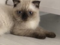 3 aylık scottish fold yeni yuvasını arıyor