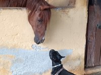 1.5 yaşında Zeus a yeni aile arıyoruz french bulldog