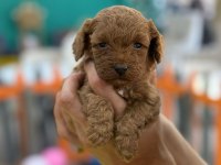 Show kalite Poodle yavrularımız