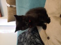 Oğluma ve kızıma yuva arıyorum british longhair