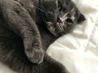 Ücretsiz sahiplendirme scottish fold