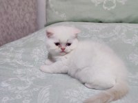 Exotic shorthair yavrumuz ve çok nadir tür foldex bebekler