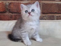 SAF KAN BRİTİSH SHORTHAİR SİLVER