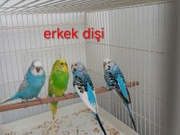 Kuşlar için ulaşın