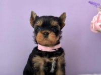 Teacup yorkshire terrier minikler