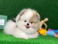 Blacks Petshop Garantisiyle Orijinal Pomeranian Boo Yavrular
