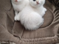 Safkan ve Sevecen British Shorthair Bebişler