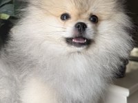 Pomeranian boo köpeği
