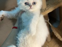 British longhair bebekler dişi erkek