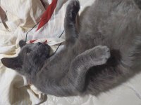 Melez kedi