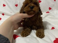 Toy poodle red brown yavrularımız