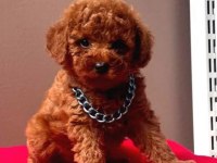 Kaliteli toy / kore poodle bebekler